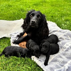 F1 cockapoo puppies /Cockapoo/Female/Sex: Male,We have a beautiful litter of F1 cockapoo puppies, looking for their new home at the start of July - just in time for the start of the school holidays!