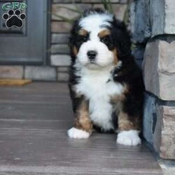Jax/Mini Bernedoodle									Puppy/Male	/7 Weeks,Jax is a handsome big boy. He will be a loving , loyal addition to your family.  