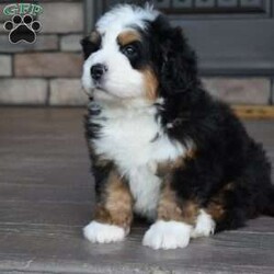 Jax/Mini Bernedoodle									Puppy/Male	/7 Weeks,Jax is a handsome big boy. He will be a loving , loyal addition to your family.  