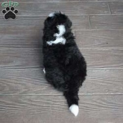 Jax/Mini Bernedoodle									Puppy/Male	/7 Weeks,Jax is a handsome big boy. He will be a loving , loyal addition to your family.  