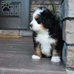Jax/Mini Bernedoodle									Puppy/Male	/7 Weeks,Jax is a handsome big boy. He will be a loving , loyal addition to your family.  