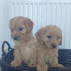 Miniature cockapoo puppies PRA Clear show type/Cockapoo/Female/Sex: Male,Hi I am now taking viewings for my beautifully litter of miniature PRA clear cockapoo puppies Mum sandy has been amazing she's a show type cocker spaniel our family pet. Dad’s also our family pet his a toy poodle who loves to play. Puppies are all up-to-date with worming and fleeing and  also microchipped. Mum and dad can both be seen when visiting puppies please feel free to give me a call to arrange a viewing or for any more information thank you. 