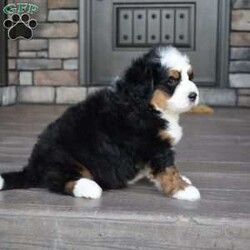 Jax/Mini Bernedoodle									Puppy/Male	/7 Weeks,Jax is a handsome big boy. He will be a loving , loyal addition to your family.  