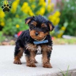 Bear/Yorkie									Puppy/Male	/11 Weeks,Hi, my name is Bear, and I’m an adorable little Yorkshire Terrier puppy with a big personality packed into my tiny size! I love spending my days playing with toys, exploring everything around me, and then curling up beside my favorite people for lots of cuddles. I’m a happy, affectionate little guy who enjoys making new friends and would love nothing more than to become your loyal companion. Whether we’re going on adventures together or relaxing at home, I’ll be right by your side with my sweet nature and loving heart.