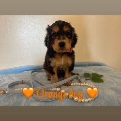 Kc reg vet checked show Cockers/Cocker Spaniel/Female/Sex: Mixed Litter,TAKING VEIWINGS NOW Our Sable show type cocker spaniel Lili (KC Reg / Health Tested) has had 9 beautiful show cocker spaniel puppies that are looking for their forever homes. Mum has an amazing temperament and pedigree (family pet). Ralph (Daddy) KC Reg GPRA / CPRA & FN Clear Sable (Chocolate Sable) Show Type Cocker Spaniel who is also a very laid back, gentle and fantastic pedigree.