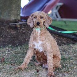 Easton/Cavapoo									Puppy/Male	/8 Weeks,Hi, my name is Easton, and I’m an absolutely adorable Cavapoo puppy with a sweet personality and a heart full of love! I’m a playful and affectionate little pup who loves exploring new things, soaking up attention, and making everyone around me smile. I have a gentle nature, a happy little spirit, and a lovable personality that makes me the perfect companion for all of life’s fun adventures. With my soft, fluffy coat, precious puppy eyes, and charming Cavapoo looks, I’m always ready for playtime, cuddles, and making special memories with my forever family. 