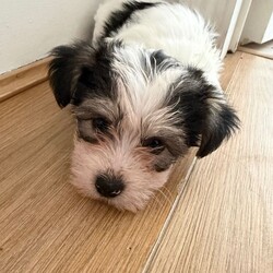 Bichon Frise cross Yorkshire Terrier puppies /Bichon Frise/Female/Sex: Mixed Litter,We have 5 beautiful Bichon Frise cross Yorkshire Terrier puppies looking for their forever homes.