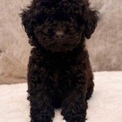 Adopt a dog:Toy poodle puppies /Toy Poodle/Female/Sex: Mixed Litter,Our beautiful Toy Poodle has welcomed a stunning litter of healthy puppies, and they are now ready to find their forever families.