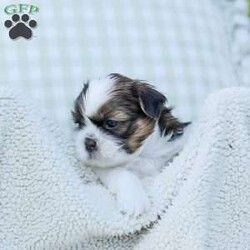Lars/Shih Tzu									Puppy/Male	/7 Weeks,To contact the breeder about this puppy, click on the “View Breeder Info” tab above.