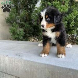 Samson/Bernese Mountain Dog									Puppy/Male	/9 Weeks,Meet our Bernese Mountain Dog Puppies! They are developing wonderful temperaments. They are around kids daily to interact with, so they are very well socialized. When traveling home they come with a AKC registration,1 year health guarantee, health certificate, vaccination record, microchipped, food and a blanket. They are up to date on all vaccinations and de wormings. Both parents are healthy. Dad is Health tested clear. 