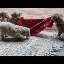 Arlo/Maltipoo									Puppy/Male	/7 Weeks,Our Maltipoo puppies will make the perfect addition to your family! They have calm and docile personalities and are absolutely adorable! Our children love to play with them and they get lots of cuddles and attention from them! 