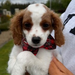Cavapoo pups for sale/Cavapoo/Female/Sex: Mixed Litter,4 gorgeous Cavapoo pups ready for a new adventure. Pups have been vaccinated and microchipped and vet checked and are perfectly healthy. Mum can be seen in picture she is a ruby cavalier and dad is a red toy poodle. 