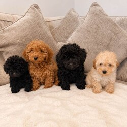 Adopt a dog:Toy poodle puppies /Toy Poodle/Female/Sex: Mixed Litter,Our beautiful Toy Poodle has welcomed a stunning litter of healthy puppies, and they are now ready to find their forever families.