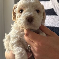 Adopt a dog:Lagotto Romagnolo, Italian water dog /Lagotto Romagnolo/Female/Sex: Mixed Litter,We have two puppies left from a litter of five, one boy one girl. Father is full pedigree and has all the health checks done. The dogs are hypoallergenic and don’t mould. Lovely family dogs they are use to our cat also, we are looking for caring loving family’s to rehome them. They will be 8 week on Thursday and ready to leave . They will come with vaccinations, microchip, deworming and flee treatment and health checks done by our vet. Mother is 3 years old and she is our family dog.