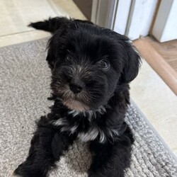 Bichon Frise cross Yorkshire Terrier puppies /Bichon Frise/Female/Sex: Mixed Litter,We have 5 beautiful Bichon Frise cross Yorkshire Terrier puppies looking for their forever homes.