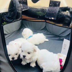Adopt a dog:Malshi puppies for sale/Malshi/Female/Sex: Mixed Litter,Beautiful Malshi puppies for sale. Boy and 1 girl sold. Two gorgeous girls still available