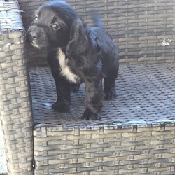 Cocker spaniels /Cocker Spaniel/Female/Sex: Female,I have 4 girls chocolate white tricolour black white tricolour will be microchipped flead wormed good homes only 