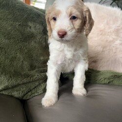 Adopt a dog:F1b bernedoodle puppies last sweet boy /Bernedoodle/Female/Sex: Mixed Litter,FULLY HEALTH TESTED PARENTS Due to being let down I now have a party cream boy available he is now fully vaccinated We are delighted to offer a beautiful litter of f1b benedoodle puppies raised in a loving family environment and will be well socialised from an early age