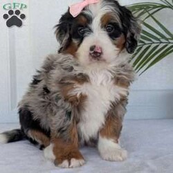 Annie/Mini Bernedoodle									Puppy/Female	/8 Weeks,Hello everyone! Meet our precious little girl, Annie. She is a beautiful F1 blue-merle mini bernedoodle with a very beautiful coat of soft wavy hair! Her coat is a very unique color of blue! Annie has a very sweet temperament andis very well socialized! She is very playful and is sure to make the perfect companion to anyone giving her a loving home! Annie would make the perfect companion to go on walks with or if you are looking for someone to snuggle up on the couch with she is always up for that as well! Annie will be available to go home on July 7th..