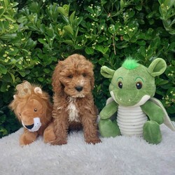 Adopt a dog:Exceptional F1 Cavapoo Puppies /Cavapoo/Female/Sex: Male,Our stunning litter of all male Cavapoo puppies are ready to leave for their new families (04-07-26). Mum is our family loved pet   Dora and Dad is King Charles Cavalier CHASE who is extensively health tested Clear    each puppy has its own unique personality and will leave with individual health certificates and first vaccine.  All puppies are well socialised and have been getting along with our neighbours two cats. We will add all new owners to a WhatsApp group so that we can keep in touch and watch them all grow together.