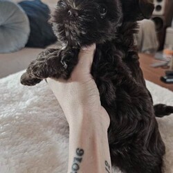 2 Chocolate Yorkshire Terrier Puppies boys/Yorkshire Terrier/Female/Sex: Male,Beautiful Chocolate Yorkshire Terrier Puppies – Ready for change home 18 may