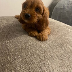 Adopt a dog:F1 Cavapoo puppies /Cavapoo/Female/Sex: Mixed Litter,Gorgeous  Cavapoo puppies  ready to leave for their new forever homes shortly..Mum is our Blenhiem cavalier She is a very intelligent loving mother  . Dad is a Pedigree Miniature poodle. dad is PRA CLEAR.The pups are already showing strong signs of being well adjusted, happy family pets,  They have plenty of love and attention from adults and children alike making them very sociable... perfect for a family We will only release the puppies with a clean bill of health which includes: **Vet health checked **Wormed **Treated for fleas **1st vaccination ,Vaccination record,microchipped and Help and support with your new family member will always be available. If you are interested or would like more information for any of these beautiful pups please get in touch.