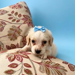 Show cocker x jack Russel (cocker jacks)/Cocker Spaniel/Female/Sex: Mixed Litter,Our lovely Mia show cocker spaniel had a litter of cocker jacks, 7 boys and 1 girl.. mixture of colours, sizes and coats.. 