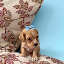 Show cocker x jack Russel (cocker jacks)/Cocker Spaniel/Female/Sex: Mixed Litter,Our lovely Mia show cocker spaniel had a litter of cocker jacks, 7 boys and 1 girl.. mixture of colours, sizes and coats.. 