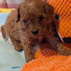 Stunning extensively health tested F1 cavapoos/Cavapoo/Female/Sex: Mixed Litter,We are proud to announce the arrival of our stunning extensively health tested F1 Cavapoo puppies.