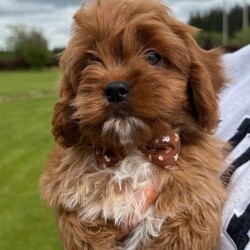 Cavapoo pups for sale/Cavapoo/Female/Sex: Mixed Litter,4 gorgeous Cavapoo pups ready for a new adventure. Pups have been vaccinated and microchipped and vet checked and are perfectly healthy. Mum can be seen in picture she is a ruby cavalier and dad is a red toy poodle. 