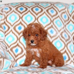 Lacey/Miniature Poodle									Puppy/Female	/May 6th, 2026