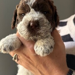 Adopt a dog:Lagotto Romagnolo, Italian water dog /Lagotto Romagnolo/Female/Sex: Mixed Litter,We have two puppies left from a litter of five, one boy one girl. Father is full pedigree and has all the health checks done. The dogs are hypoallergenic and don’t mould. Lovely family dogs they are use to our cat also, we are looking for caring loving family’s to rehome them. They will be 8 week on Thursday and ready to leave . They will come with vaccinations, microchip, deworming and flee treatment and health checks done by our vet. Mother is 3 years old and she is our family dog.