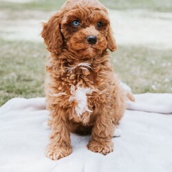 Adopt a dog:F1 Miniature Cavapoo Puppies For Sale/Cavapoo/Female/Sex: Mixed Litter,2 red girls, 1 black boy, 1 grey boy and 1 red boy F1 Cavapoo puppies for sale.