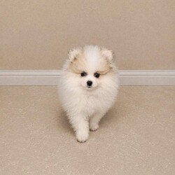 Pomeranian Puppies /Pomeranian/Female/Sex: Mixed Litter,We are delighted to announce our Pomeranian has had 4 healthy babys