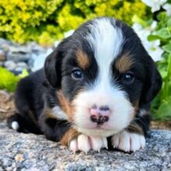 Pepin/Bernese Mountain Dog/Female/May 31, 2026