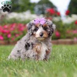 Jewel/Mini Bernedoodle									Puppy/Female	/7 Weeks,Hi, my name is Jewel, and I’m an absolutely adorable Mini Bernedoodle puppy ready to bring lots of sunshine, love, and happiness into my forever home! I’m a sweet and playful little companion who loves exploring, making new memories, and being part of all the fun adventures life brings. I have a gentle nature, a happy spirit, and a lovable personality that makes every day brighter. With my soft, fluffy coat, precious puppy eyes, and charming Mini Bernedoodle looks, I’m the perfect little bundle of joy to celebrate summer days with. I can’t wait to fill my forever family’s life with love, laughter, puppy snuggles, and lots of unforgettable moments!