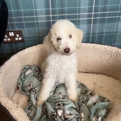 Adopt a dog:F1b bernedoodle puppies last sweet boy /Bernedoodle/Female/Sex: Mixed Litter,FULLY HEALTH TESTED PARENTS Due to being let down I now have a party cream boy available he is now fully vaccinated We are delighted to offer a beautiful litter of f1b benedoodle puppies raised in a loving family environment and will be well socialised from an early age