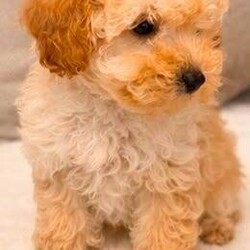 Adopt a dog:Toy poodle puppies /Toy Poodle/Female/Sex: Mixed Litter,Our beautiful Toy Poodle has welcomed a stunning litter of healthy puppies, and they are now ready to find their forever families.