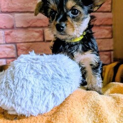 Adopt a dog:Yorkshire terriers puppies /Yorkshire Terrier/Female/Sex: Mixed Litter,Yorkshire terrier puppies, only 1 small girl left, look at them how wonderful they are with doll faces, Yorkshire dogs do not cause allergies to people, they do not shed. Yorkshire terriers are wonderful companions for people, all puppies will be small, puppies grow up with children and cats, we are looking for the best loving homes, you can reserve a puppy you like now, after booking I will send you videos and photos so you can see how they grow. (The deposit is non-refundable if you change your mind) Both parents are registered IKC and have pedigree documents, the puppies will not be registered. PUPPIESworming from two weeks old with panacur, every two weeks worming.Please only apply if you are serious about acquiring a new family member. Thank you.