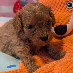 Stunning extensively health tested F1 cavapoos/Cavapoo/Female/Sex: Mixed Litter,We are proud to announce the arrival of our stunning extensively health tested F1 Cavapoo puppies.