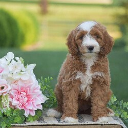 Rosie-F1B/Mini Goldendoodle									Puppy/Female	/May 11th, 2026