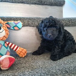 Adopt a dog:Absolutely stunning f1 poodle pups /Poodle/Female/Sex: Mixed Litter,Mam is a small miniature poodle and dad is a toy poodle. They are both our family pets and both can be seen anytime with the pups when viewing etc Bella (mam) had a litter of 4 which are 2 boys and 2 girls they are very loving and playfully will be microchiped and first injection done upon collection on the 24th july and wormed and flead to date thanks for looking and any enquiries welcome £100 non refundable deposit required to secure your furbaby photo of mam and dad in last photo it won't let me upload videos but can be sent on request. delivery can be available for a small fee within distance thankyou