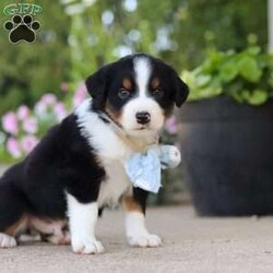 Frankie/Miniature Australian Shepherd									Puppy/Male	/7 Weeks,Hi, my name is Frankie, and I’m an absolutely adorable ASDR Mini Australian Shepherd puppy with a big personality and a heart full of love! I’m a sweet and playful little companion who loves soaking up attention, exploring the world around me, and enjoying all the fun adventures that sunny days bring. I have a bright spirit, a curious nature, and a lovable personality that makes every moment more special. With my fluffy coat, adorable puppy eyes, and charming Toy Aussie looks, I’m sure to steal your heart wherever I go. I can’t wait to spend my days making memories, enjoying outdoor adventures, and bringing endless love and happiness to my forever family!