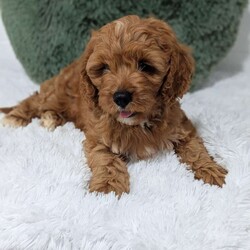 Champ/Cavapoo									Puppy/Male	/11 Weeks,Hi meet champ! I love being a couch potato but also loving played with. I checked out well at my vet visit. Any questions feel free to call or text !