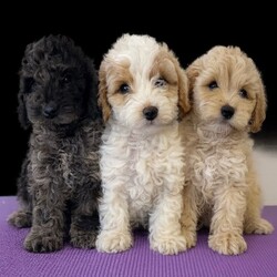 F1b cockapoos/Cockapoo/Female/Sex: Mixed Litter,These little bundles of joy are known for their friendly nature, intelligence, and low-shedding coats—perfect for families, first-time dog owners, and allergy-sensitive homes.