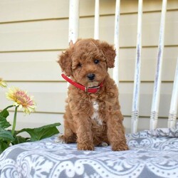 Nala/Miniature Poodle									Puppy/Female	/May 8th, 2026