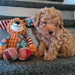 Adopt a dog:Absolutely stunning f1 poodle pups /Poodle/Female/Sex: Mixed Litter,Mam is a small miniature poodle and dad is a toy poodle. They are both our family pets and both can be seen anytime with the pups when viewing etc Bella (mam) had a litter of 4 which are 2 boys and 2 girls they are very loving and playfully will be microchiped and first injection done upon collection on the 24th july and wormed and flead to date thanks for looking and any enquiries welcome £100 non refundable deposit required to secure your furbaby photo of mam and dad in last photo it won't let me upload videos but can be sent on request. delivery can be available for a small fee within distance thankyou