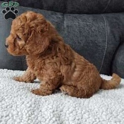 Bentley/Cavapoo									Puppy/Male	/7 Weeks,Meet sweet lil Bentley!! Family raised with lots of love well socialized with children and adults caring heart who will always be there comforting you with lots of love!! We have 3 children so our fur-babies get lots of attention! To schedule a visit contact Susan, im a at home mom so im pretty available! You would get along vet certificate, microchip numbers, health records, warranty that’s good for up to 1 year and a lil baggy food! 