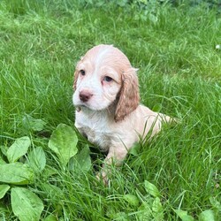 Adopt a dog:Cocker spaniel puppies/Cocker Spaniel/Female/Sex: Female,I have 4 amazing little puppies left from an amazing litter of 8 mum has been been an absolute super star our puppies are bred for their temperament mum and dad are the gentlest most loving of dogs dad is fully health tested our puppies have been very well socialised with children other dogs  and cats they are now fully vaccinated vet checked microchipped flead and wormed to date  and ready to leave our house for yours viewing is at your convenience and can be arranged at short notice any questions you may have please contact u