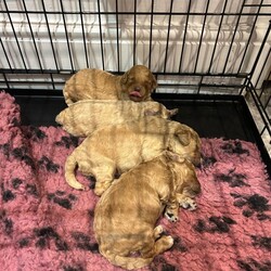Adopt a dog:Beautiful Golden Cockapoo Puppies /Cockapoo/Female/Sex: Mixed Litter,We have a stunning litter of red/golden Cockapoo puppies looking for their forever homes. There are 3 boys and 1 girl available. ONE BOY AVAILABLE!